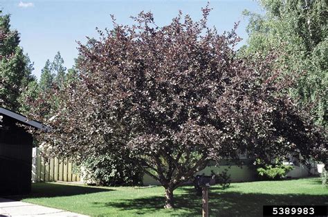 cherry plum, Prunus cerasifera (Rosales: Rosaceae) - 5389983