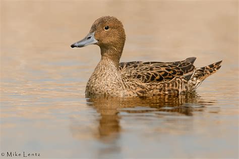 Northern Pintail (hen) | Mike Lentz Photography | Flickr