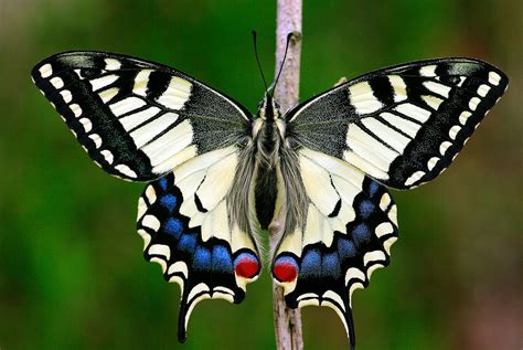 Fluturii coadă de rândunică – frumuseți protejate din Papilionidae