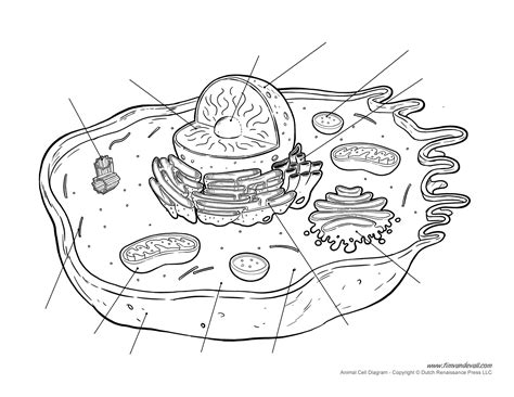 Printable Animal Cell Diagram – Labeled, Unlabeled, and Blank