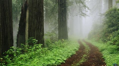 Giant Redwood Forest Wallpapers - Top Free Giant Redwood Forest ...