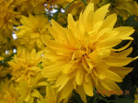 Rudbekia Naga 'golden Glow' Rudbeckia Laciniata 'golden Glow'