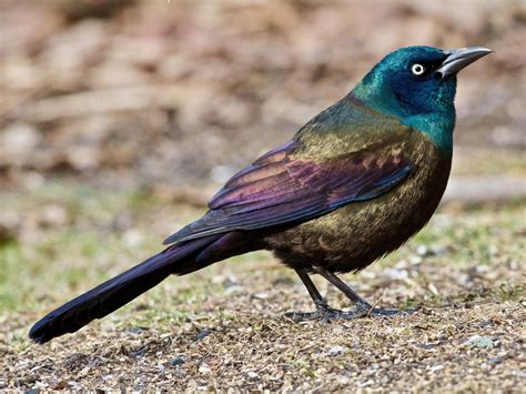 Common Grackle - eBird