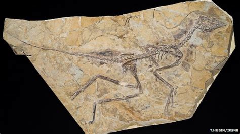 Yet Another Fossil Bird – Aurornis xui - NeuroLogica Blog