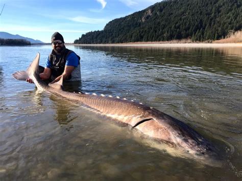 The Best Sturgeon Fishing Photos | Fraser River White Sturgeon