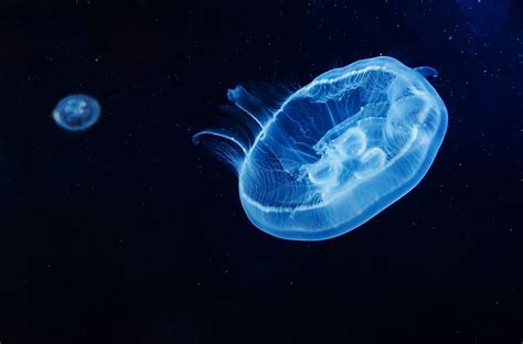 Moon Jellyfish Facts For Kids | Kids Matttroy