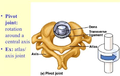 Pivot Joint Neck