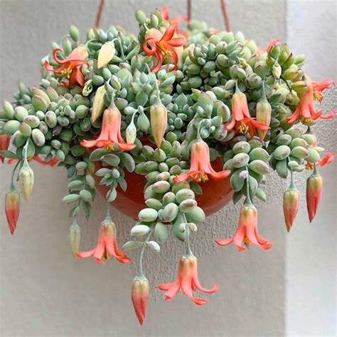 Wholesale prices 3 Succulent Cuttings Cotyledon pendens Live Plants ...