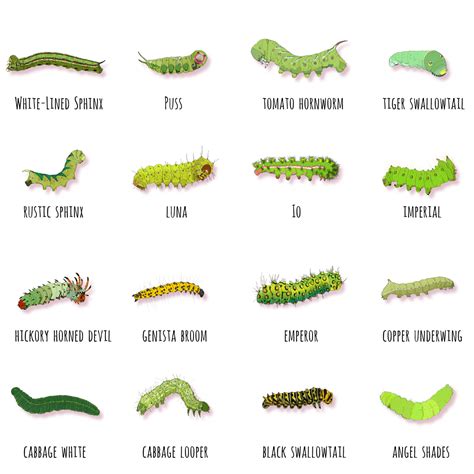 Garden Caterpillars Identification Australia | Fasci Garden