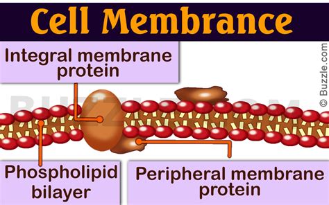 Peripheral Proteins