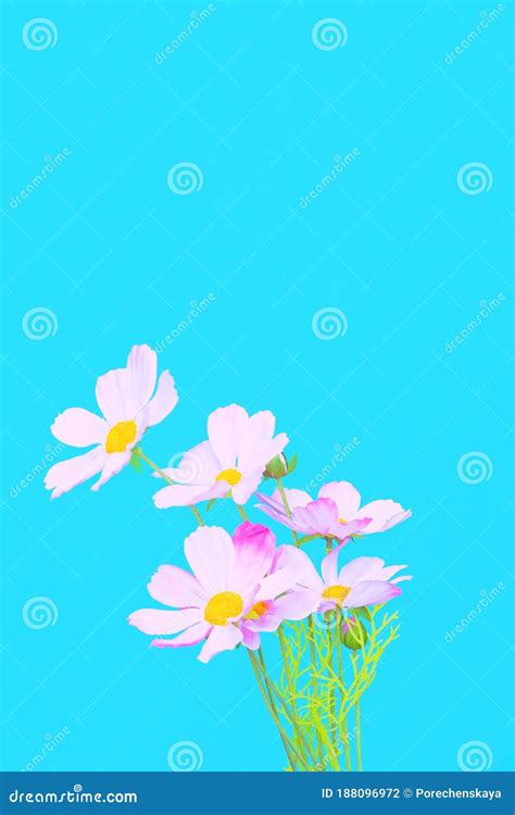 Flowers Aesthetic Wallpaper. Blue Colours Trends Stock Photo - Image of ...