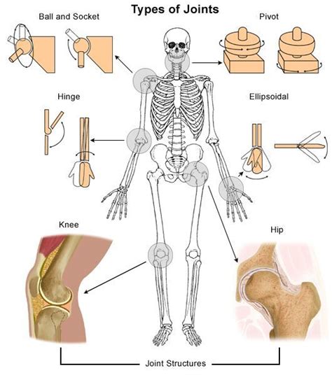 A Diagram Of Joints And Bones In The Human Body : Some of the bones in ...