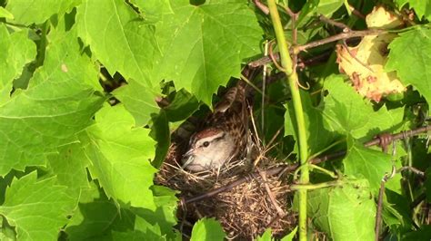 Michigan Chipping Sparrow Nest & Babies! - YouTube