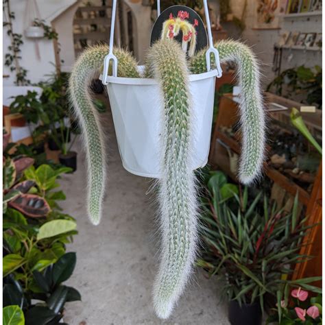 Cleistocactus Monkeys Tail 12cm Hanging Basket | Indoor Plants– Plantsmith