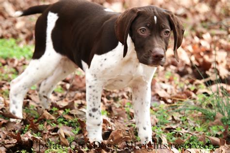 Braque Francais Puppies – Boykin Spaniels and other Gun Dogs Available ...