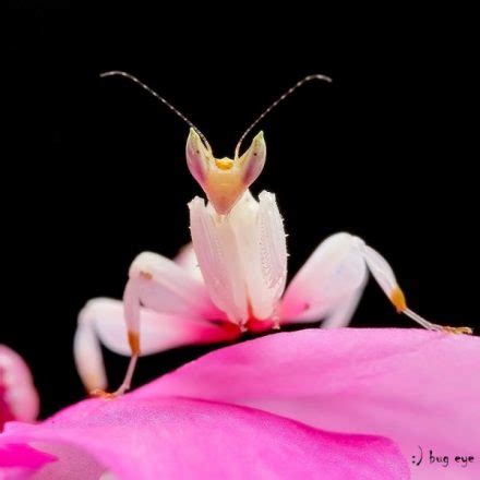 Orchid-Mantis-2 – Animal Encyclopedia