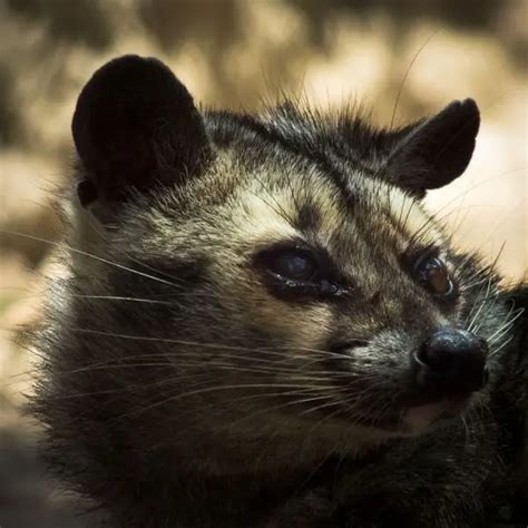 Asian Palm Civet - Facts, Diet, Habitat & Pictures on Animalia.bio