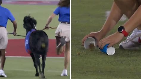 SMU Mascot Cause Massive Delay At Football Game After Pooping On Field