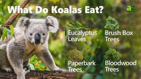 What Do Koalas Eat? - A-Z Animals