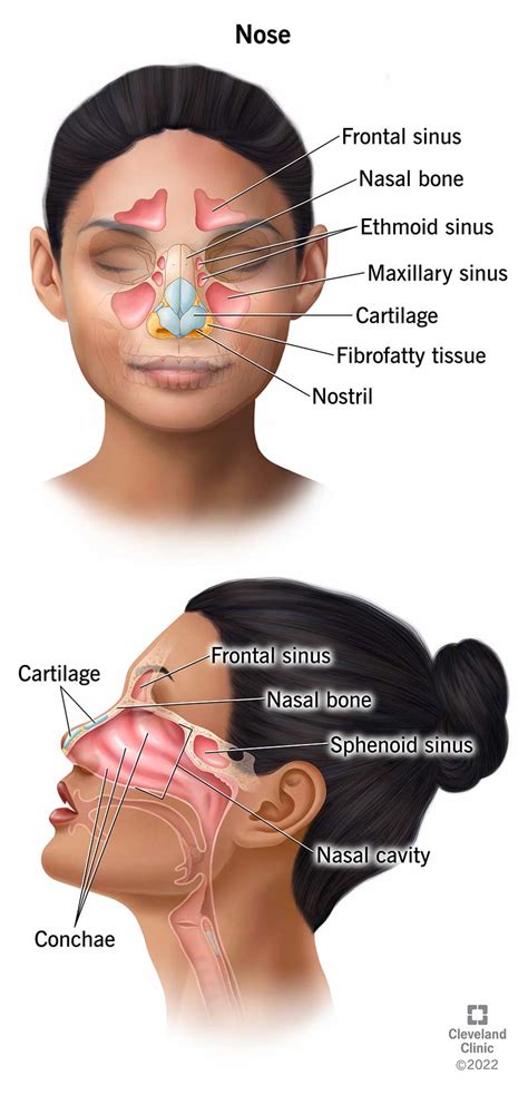 Nose: Anatomy, Function & Related Conditions