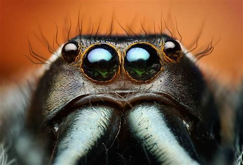 Stunning Macro Photos Of Jumping Spiders by Thomas Shahan | DeMilked