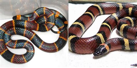 Coral Snake vs Milk Snake: Main Differences - Ocean Info