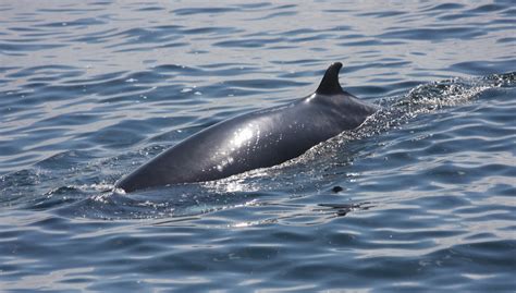 Blue Ocean Society's Whale Sightings: July 3 Atlantic Queen