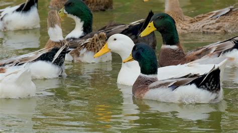 Ducks in The Pond 3136237 Stock Video at Vecteezy