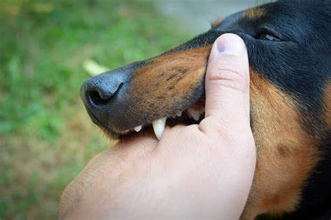 Common Dog Bite Infections and the Symptoms They Cause