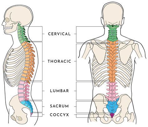 Anatomy of the Spine | Wessex Spinal Surgeon