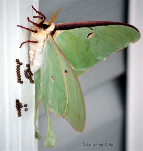 Luna moth Actias luna (Linnaeus, 1758) | Butterflies and Moths of North ...