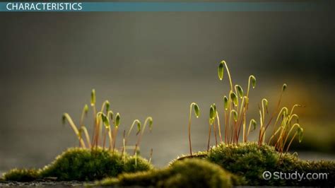 Bryophytes: Definition, Types, Characteristics & Examples - Video ...