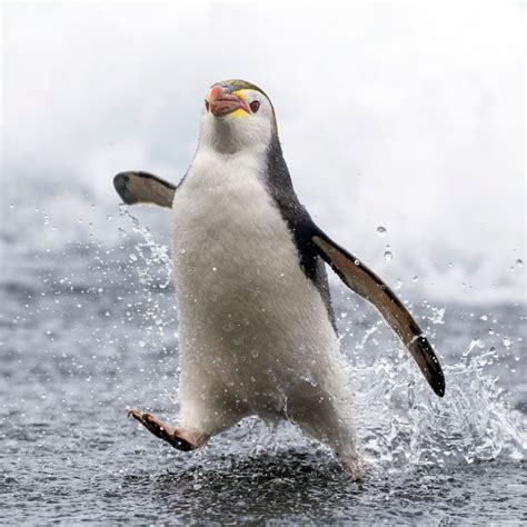 Oceana on Instagram: “Wave hello to this royal penguin! 👑 . With bright ...