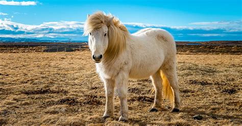 Your Guide to The Icelandic Horse | Arctic Adventures