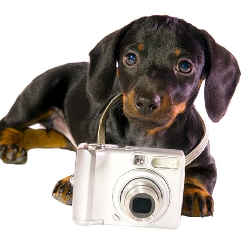 Dog Camera: The 10 Best Pet Camera for Home of 2020 | Herepup