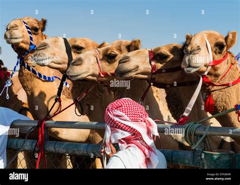 camel racing at Dubai Camel Racing Club at Al Marmoum in Dubai United ...