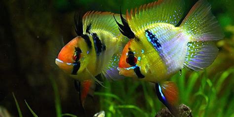 Blue Ram Cichlid: Complete Guide to Care, Breeding, Tank Size and ...