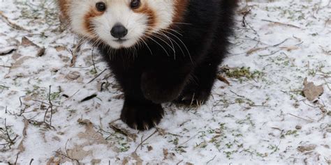 Red Panda Playing In Snow