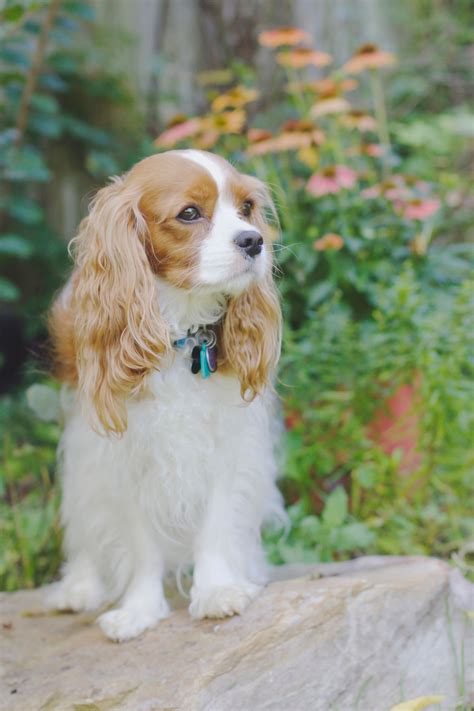 Blenheim Cavalier King Charles Spaniel by Leanne Newman Spaniel Breeds ...