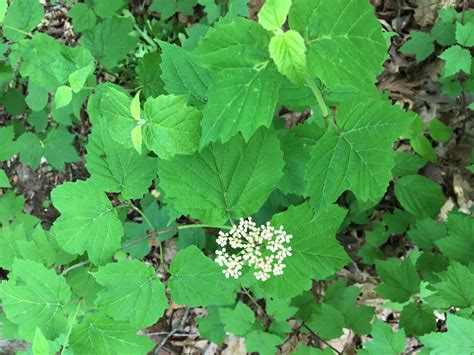 Forest Understory Plants | Trailside Museums and Zoo