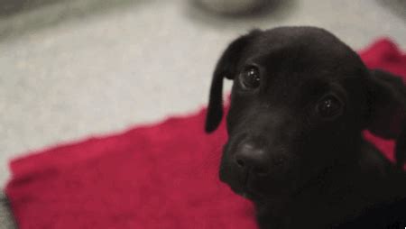 Puppy Dog Eyes GIFs - Find & Share on GIPHY