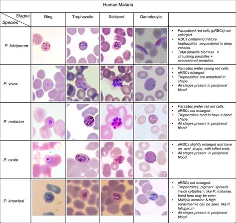 Five Different Human Malaria Plasmodium Species And Their Life Stages ...