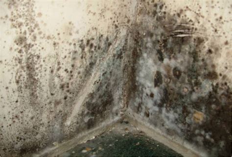 How To Deal With Mold Growth In Your Home – DRYER VENT & AIR DUCT ...