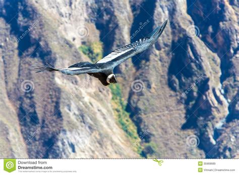 Flying Condor Over Colca Canyon,Peru,South America. this Condor the ...