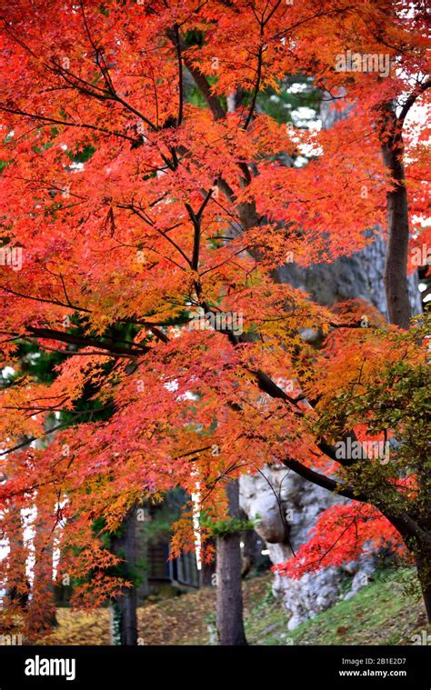 autumn Foliage in Japan Stock Photo - Alamy