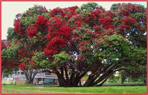 new zealand christmas tree perth - Eugenia Masters