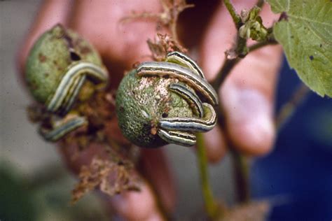 History of Insect Pest Management in Alabama Cotton - Alabama ...