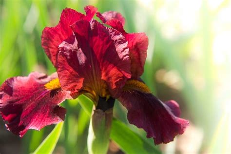 Iris Flower Meaning, Symbolism & Mythology + Planting Irises