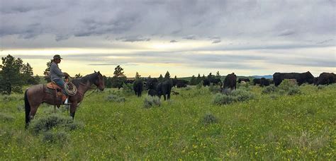 Lone Tree Cattle Ranch - Hall and Hall Bridger Mountains, Montana Ranch ...