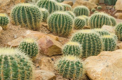 Barrel Cactus - Infy world